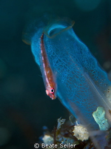 small blennie on tunicate by Beate Seiler 